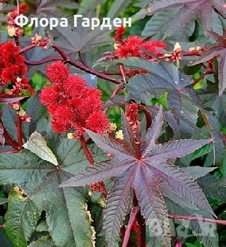 СЕМЕНА - Цветя едногодишни, снимка 18 - Сортови семена и луковици - 44836072