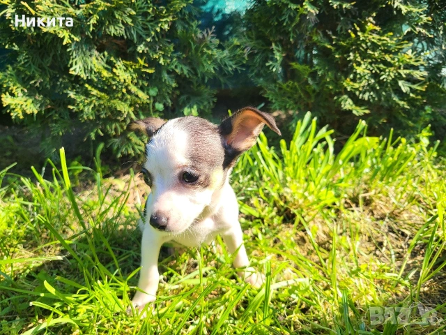 чихупинчер, снимка 2 - Пинчер - 54245520