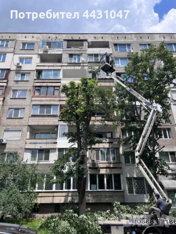 Рязане на опасни дървета, снимка 1