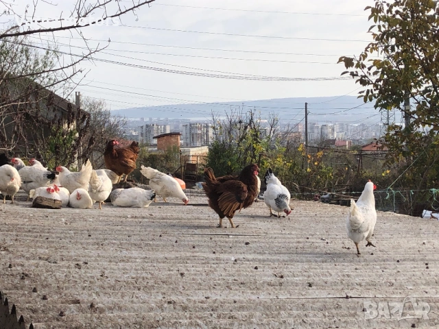 Новопронесли кокошки носачки, снасящи цветни яйца 6  МЕСЕЧНИ, снимка 13 - Кокошки и пуйки - 53043969