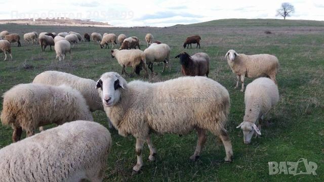 Продавам овца , снимка 1 - За селскостопански - 46191624