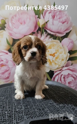 Кавалер Кинг Чарлз Шпаньол мъжко и женско , снимка 2 - Кавалер кинг чарлз шпаньол - 53288486