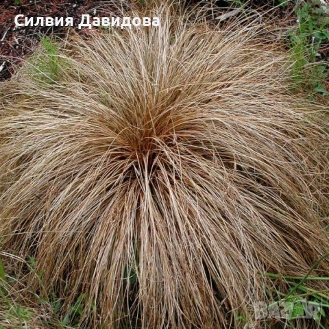 Карекс кафяв, снимка 2 - Градински цветя и растения - 51841856