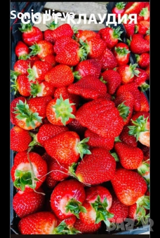 продавам разсад ягоди, снимка 11 - Разсади - 53905580