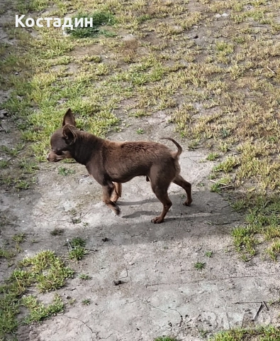 Чихуа пинчер , снимка 7 - Пинчер - 53896388