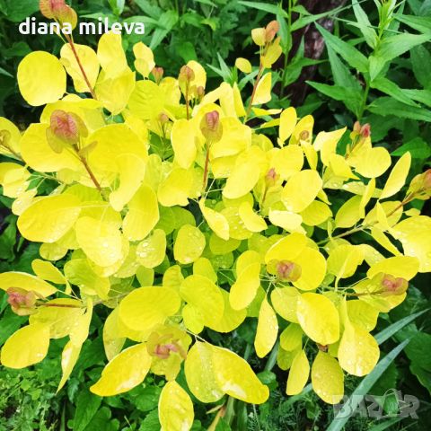Жълта Смрадлика Златен Дух, Cotinus coggigria Golden Spirit, снимка 8 - Градински цветя и растения - 46447255