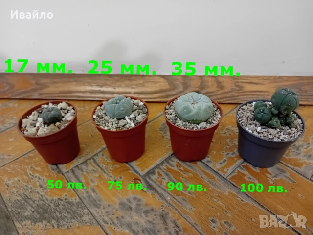 Lophophora williamsii - семена и растения, снимка 2 - Градински цветя и растения - 37860708