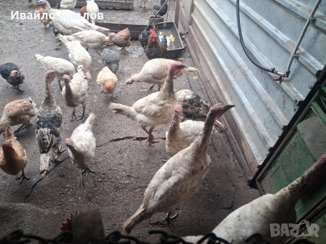 Пуйки, снимка 3 - Кокошки и пуйки - 52683193