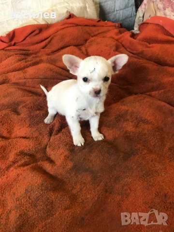 чихупинчер