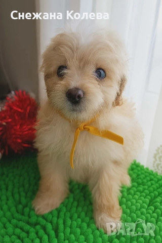 Кученца от порода Помапу , снимка 4 - Други - 52854678