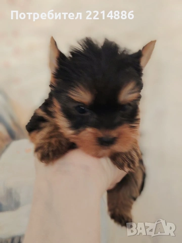 Мини йоркширски териери , снимка 4 - Йоркширски териер - 37413803