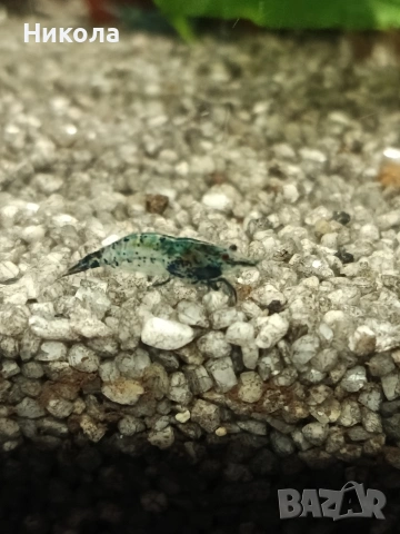 Декоративни скаридки Блу рили карбон и малки Анциструсчета!