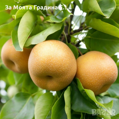 Круша - Наши (вкус круша-ябълка) , снимка 3 - Градински цветя и растения - 53725540