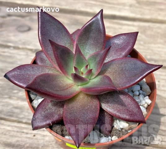 Echeveria ‘Taurus’, снимка 3 - Стайни растения - 45282931