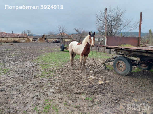 Продавам двата коня , снимка 8 - Коне - 53626809