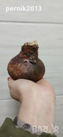 бял кичест амарилис луковица