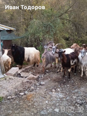 Продавам Десет Кози и Един Козел(Пръч), снимка 2 - Кози - 52583525