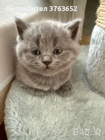 Малки топчици любов, снимка 2 - Британска късокосместа - 54056398