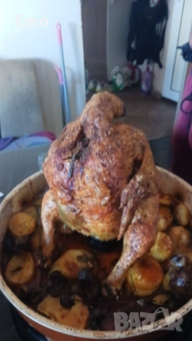 продавам бройлери