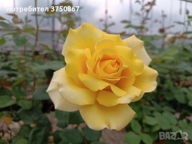 🌹 РОЗА 🌹 GINA LOLLOBRIGIDA® Meilivar, снимка 2 - Градински цветя и растения - 53741840