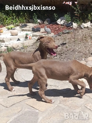 100% AMERICAN PITBULL RED NOSE, снимка 1