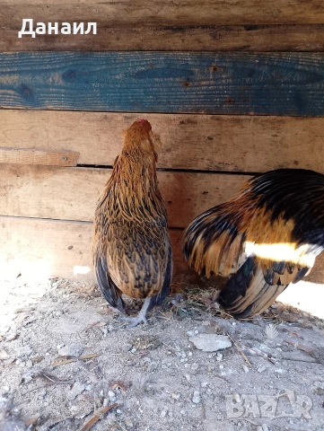 Грюбе, снимка 2 - други­ - 53823897