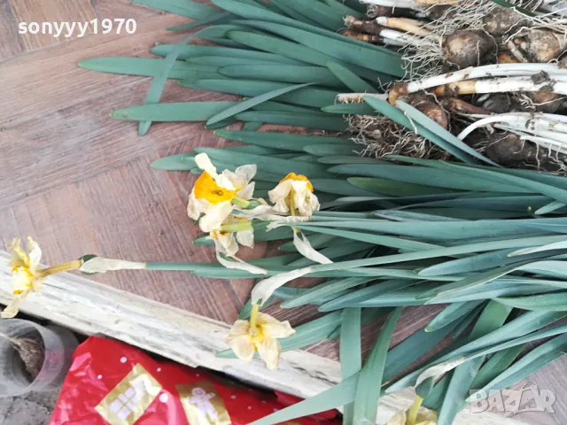 НАРЦИСИ-25ЛВ ЗА ЛОТ ОТ 25БР С ЛУКОВИЦИ 1104250533, снимка 14 - Градински цветя и растения - 49853468