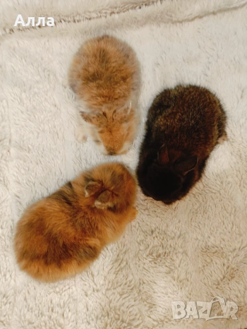 Декоративни зайчета, ангора, снимка 2 - Декоративни зайчета - 53088198