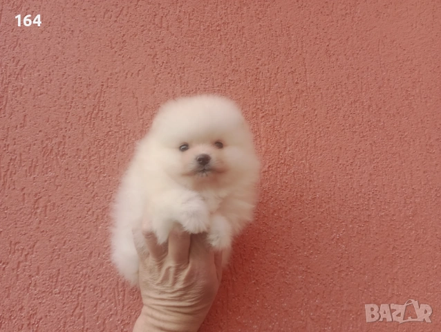 Момчета и момичета. Померани., снимка 4 - Померан - 53485725