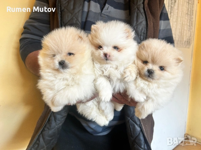 Померан , снимка 6 - Померан - 53585128