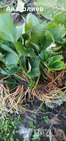 Разсад Ягоди   Азия и Клери 