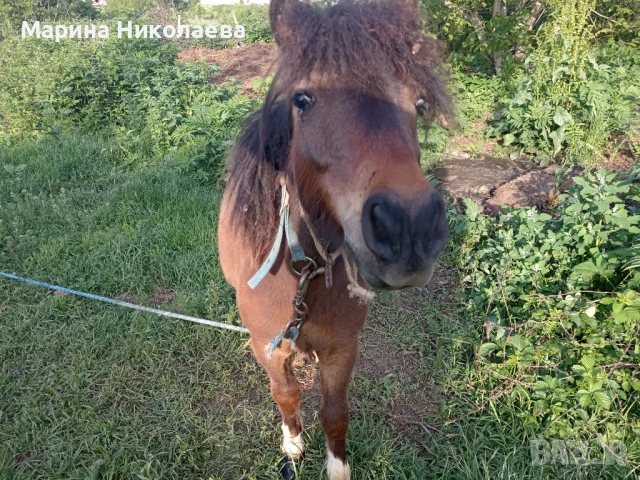Своободно мъжко пони, снимка 4 - Коне - 50833552