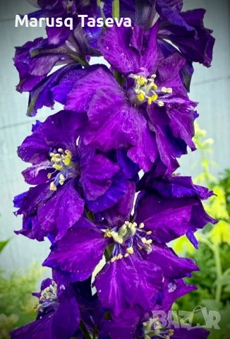 Делфиниум -10 вида , снимка 10 - Градински цветя и растения - 53818064