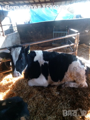 Продава се, снимка 3 - Крави - 53041208