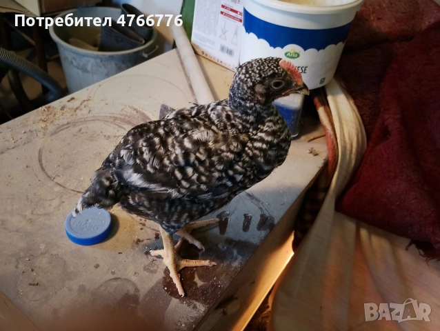 Продавам пиленца