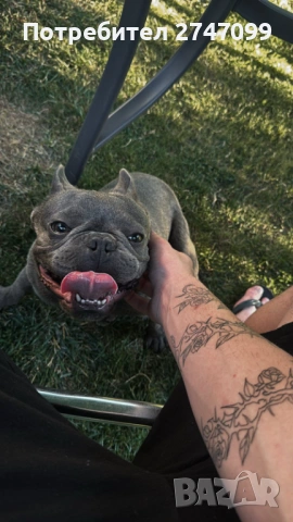 Френски Булдог