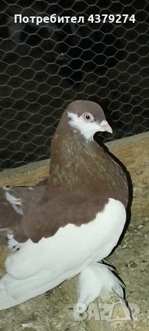 млади гълъби, снимка 2 - Гълъби - 54129247