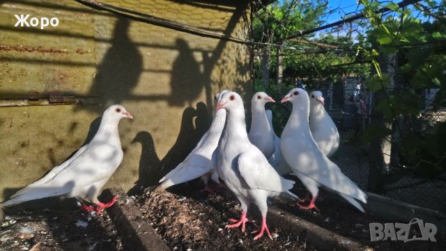 спортни бели гълъби елитни , снимка 1 - Гълъби - 45632594