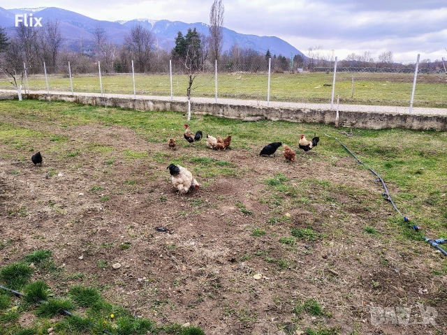 разплодни яйца , снимка 13 - Кокошки и пуйки - 53995912