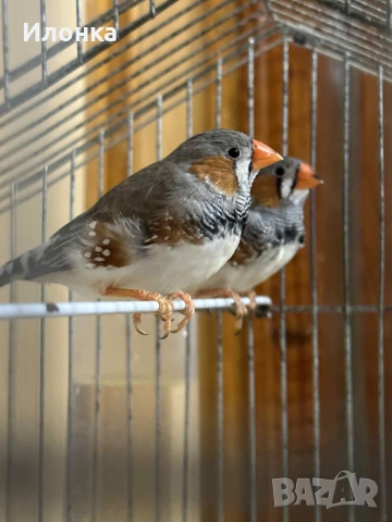 Зеброви амадини, снимка 6 - Амадини - 52465349