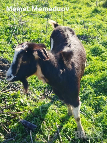 Продавам две ярета и една коза , снимка 2 - Кози - 53082435