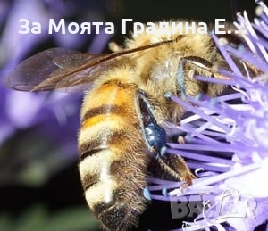 Кариоптерис , снимка 6 - Градински цветя и растения - 53635848