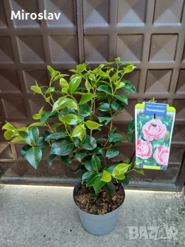 Камелия (Шарена), снимка 6 - Градински цветя и растения - 54199675