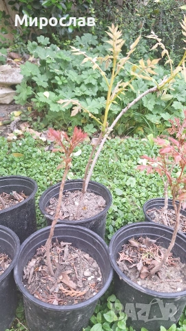 Продавам декоративно растение Китайски мехурник (Koelreuteria paniculata), снимка 2 - Градински цветя и растения - 51422603