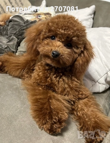 Мини пудел, снимка 7 - Пудели - 52913297