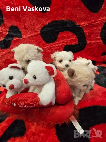 мини малтийски болонки, снимка 8 - Болонка - 53008355