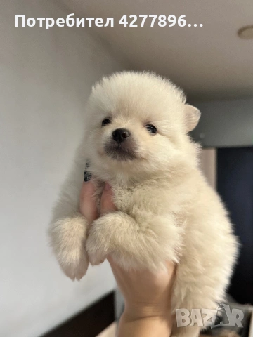 Померан , снимка 3 - Померан - 53732219