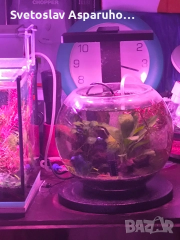 стъклена колба 7л., снимка 4 - Аквариуми - 45008999