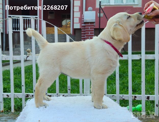 Labrador retriever puppies - Astorela kennel, снимка 3 - Лабрадор ретривър - 45256494