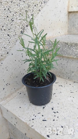 Лавандула в контейнер ф13, снимка 1
